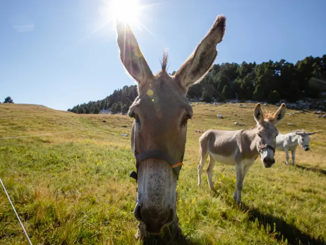 Cavallo marrone e cane bianco e nero in un campo erboso