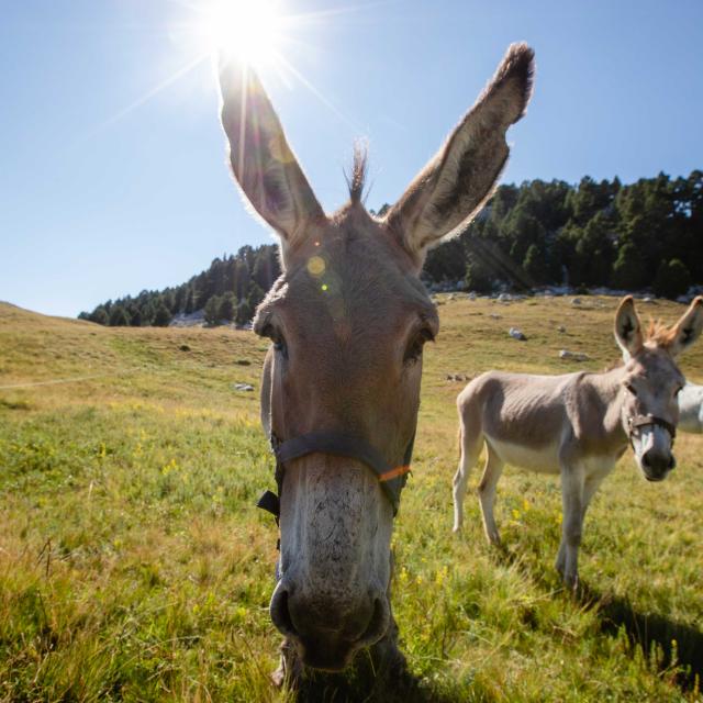 Drie ezels in een grasveld onder de zon