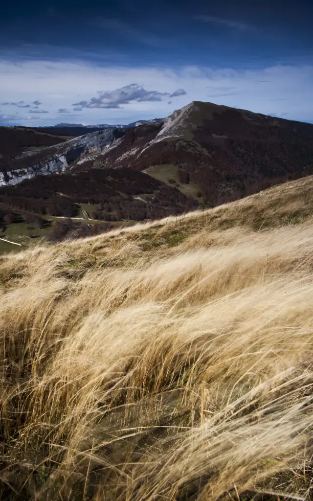 Distesa di steppa con erbe secche e colline sullo sfondo sotto un cielo blu