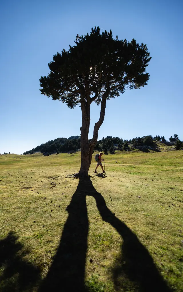 Isolated tree in a meadow at sunset