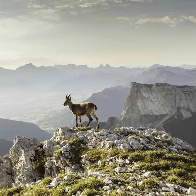 Rider on horseback on a rocky mountain trail at sunset