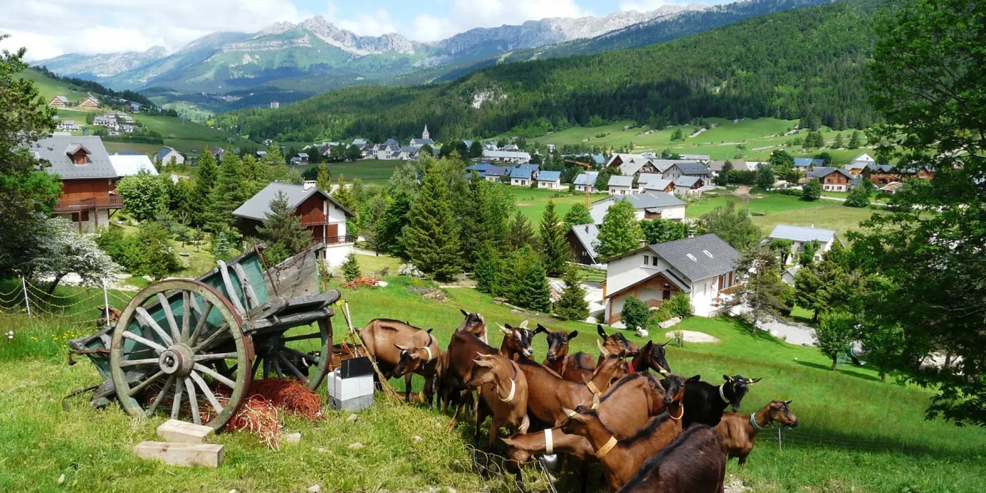 Due cavalli che trainano un carretto di legno in un prato, con edifici agricoli sullo sfondo