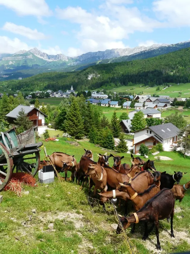 Due cavalli che trainano un carretto di legno in un prato, con edifici agricoli sullo sfondo