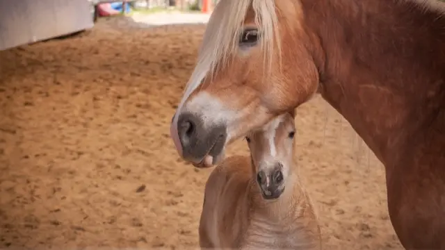 Cavallo da tiro baio con briglia metallica, in una stalla con paglia