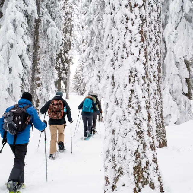 Two hikers with walking poles crossing a snow-covered forest