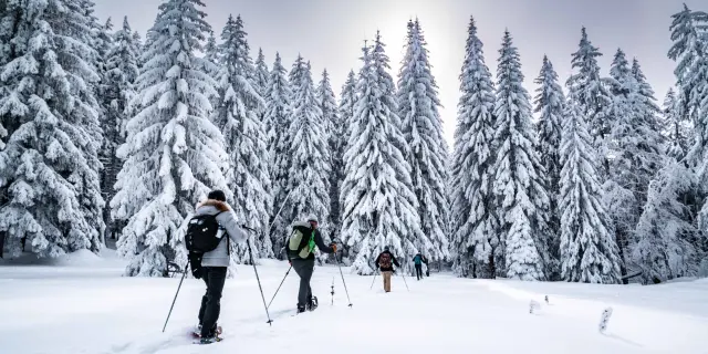 Tre persone in abbigliamento da sci di fondo in una foresta coperta di neve