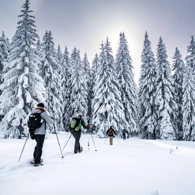 Three people in cross-country skiing gear in a snow-covered forest