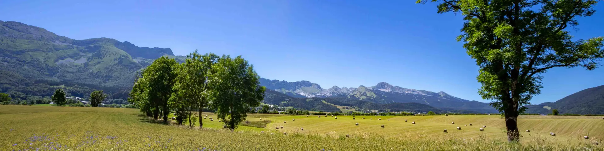 Champ de blé ondulant sous un ciel dégagé avec des arbres et des collines en arrière-plan