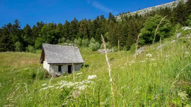 Petit cottage à toit de chaume entouré d’un champ d’herbes hautes