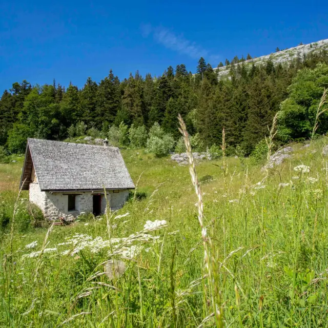 Piccolo casolare con tetto di paglia circondato da un campo di erbe alte