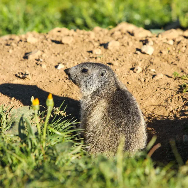 Marmot standing on a rock, in an alert position, in a natural environment