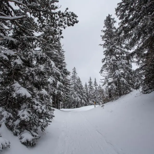 Route de montagne enneigée bordée de sapins en hiver