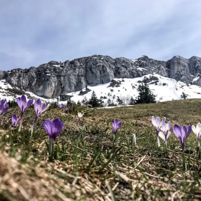 Campo di fiori viola e bianchi in primo piano, con montagne innevate sullo sfondo