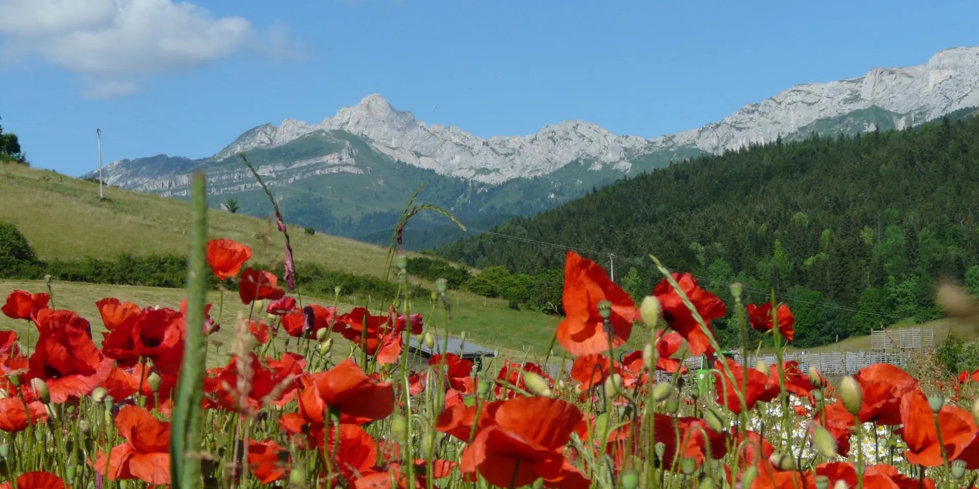 Champ de coquelicots rouges en fleurs avec des montagnes enneigées en arrière-plan