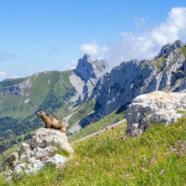 Paysage de montagne avec des rochers, de l'herbe verte et des sommets rocheux en arrière-plan