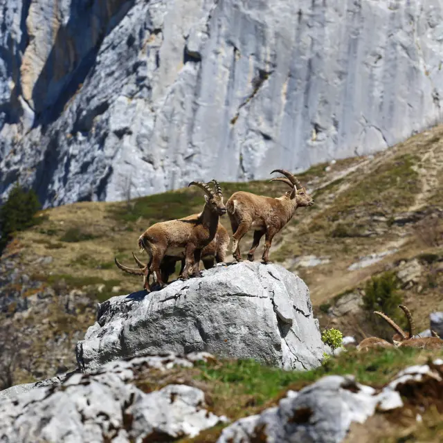 Deux chèvres broutant sur un terrain rocheux en montagne