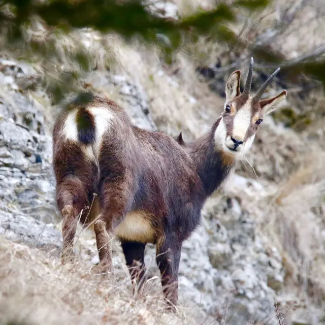 Chèvre des montagnes aux cornes recourbées marchant sur un terrain rocheux
