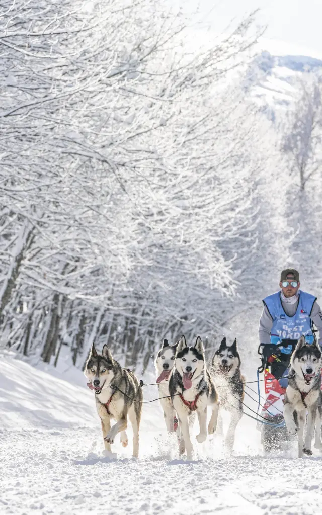 Personne en tenue de randonnée hivernale marchant avec des chiens de traîneau dans une forêt enneigée