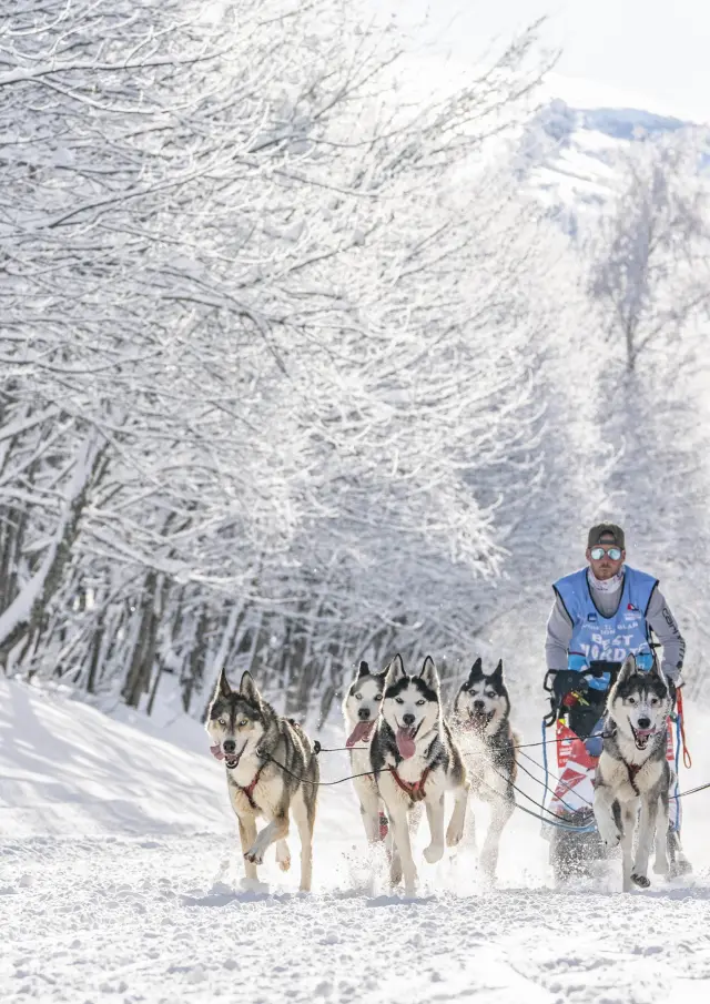 Personne en tenue de randonnée hivernale marchant avec des chiens de traîneau dans une forêt enneigée