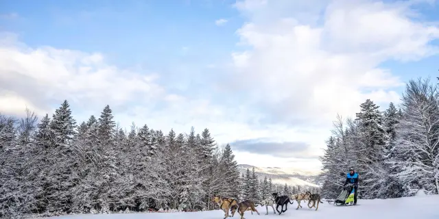 Traîneau tiré par des chiens dans une forêt enneigée