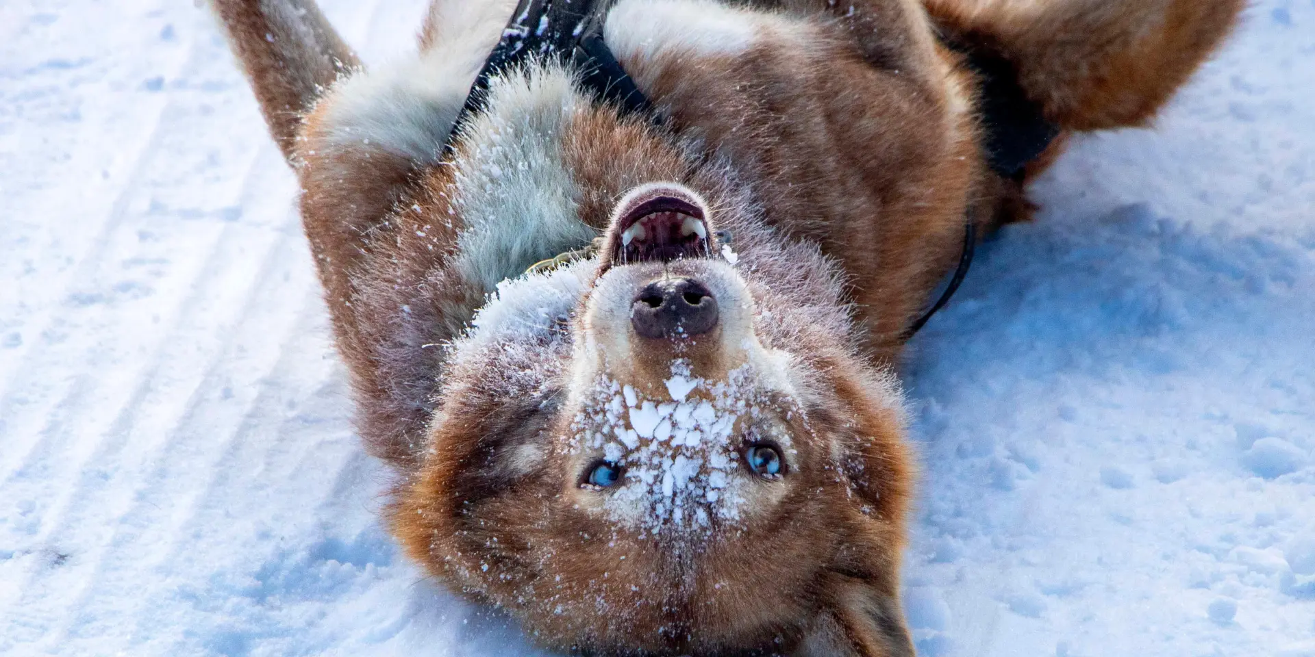 Volpe artica che cammina nella neve