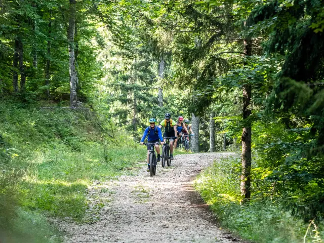 Groupe de randonneurs marchant sur un sentier en forêt
