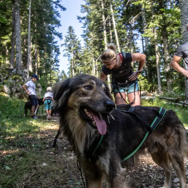 Due elefanti di foresta con imbragature verdi e selle, che camminano su un sentiero di terra