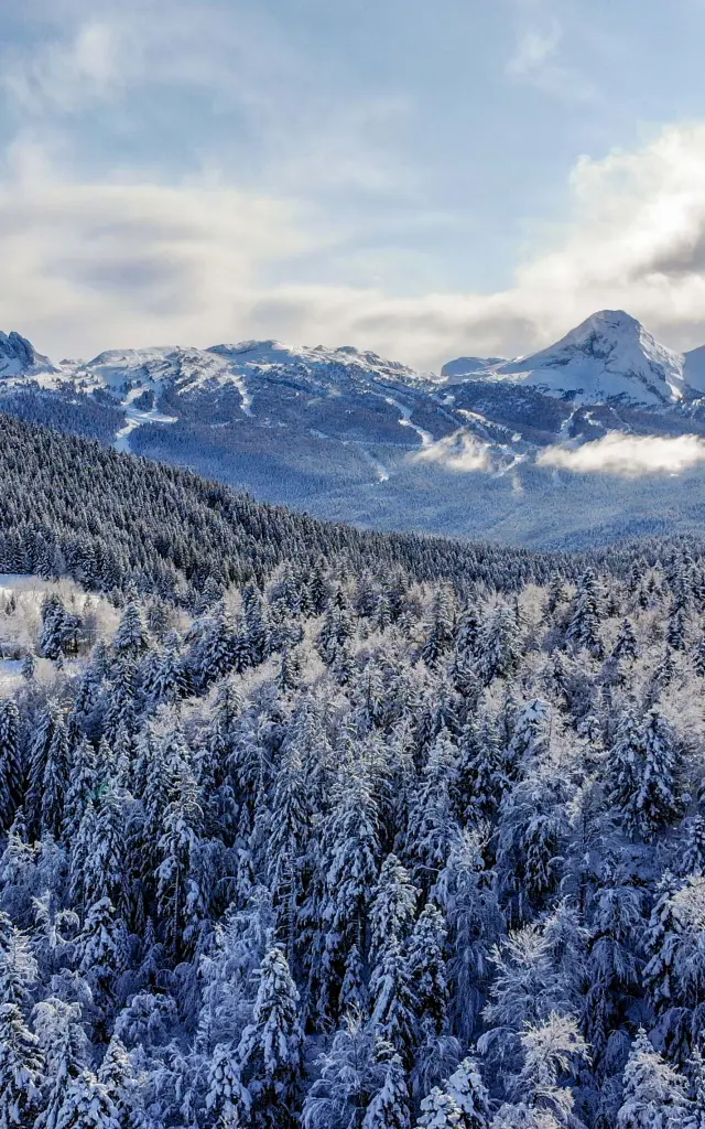 Catena montuosa innevata con foreste di conifere in primo piano, illuminate da un tramonto