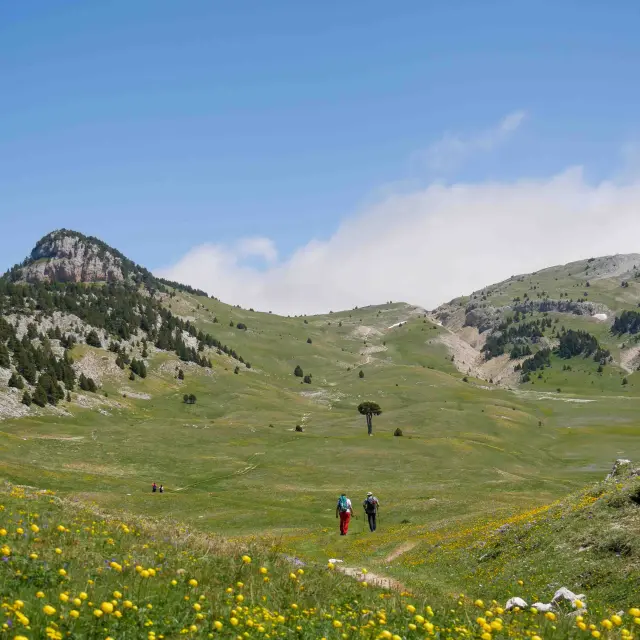 Deux randonneurs marchant sur un sentier en montagne entouré de fleurs jaunes