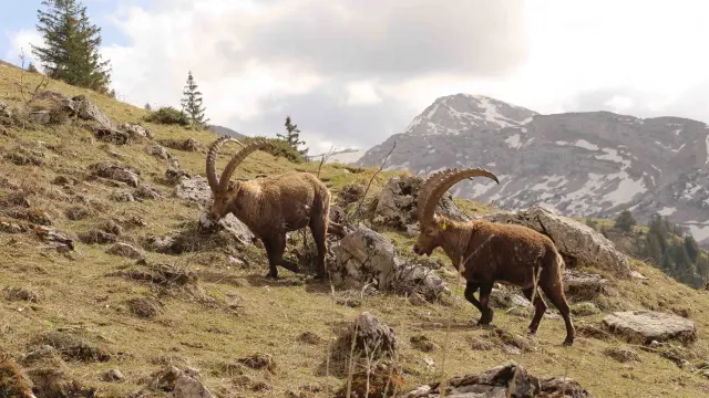 Deux bisons adultes et un jeune traversant un terrain rocheux en montagne