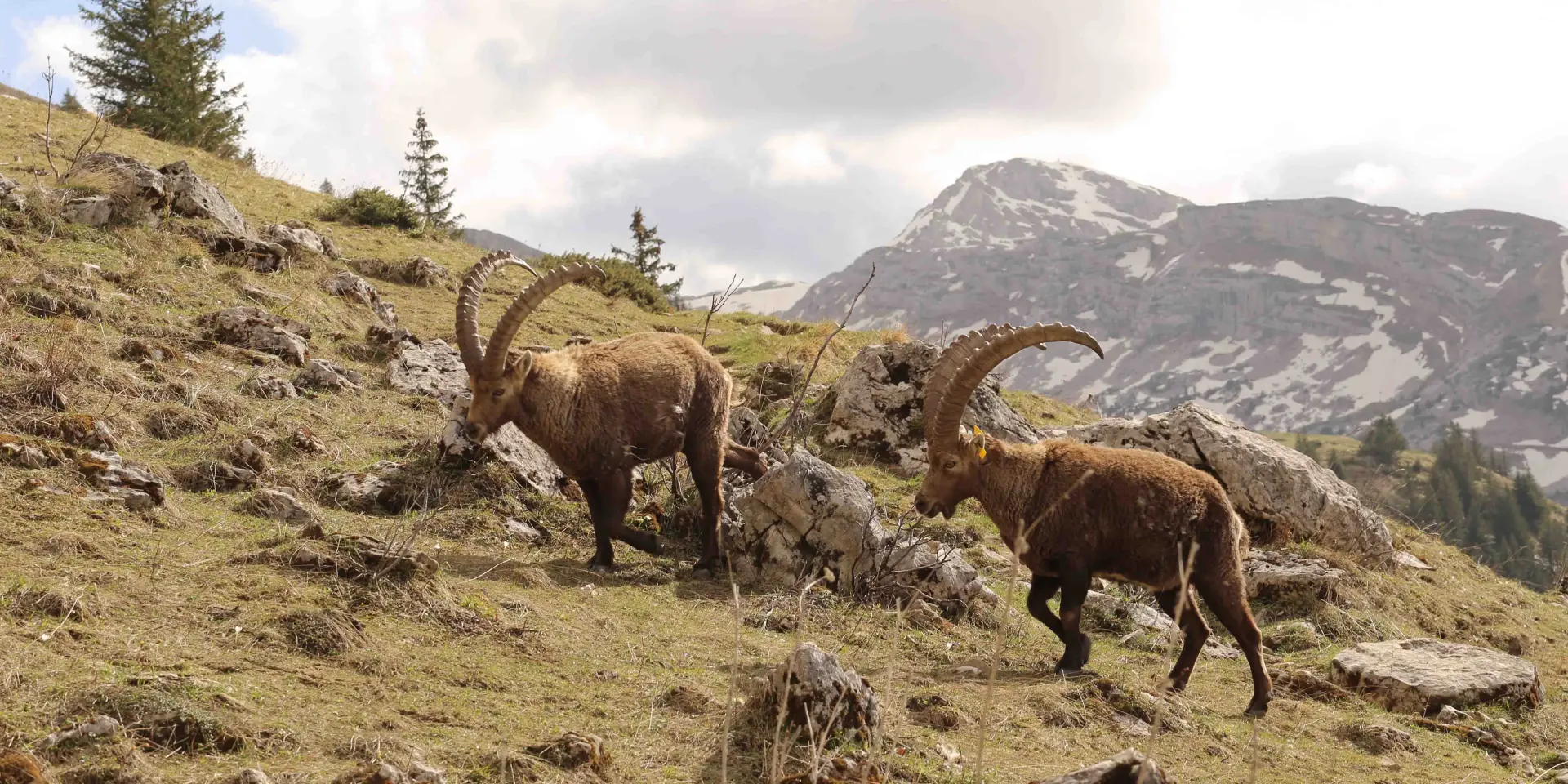Deux bisons adultes et un jeune traversant un terrain rocheux en montagne