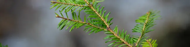 Plusieurs plantes vertes en pot disposées sur une surface