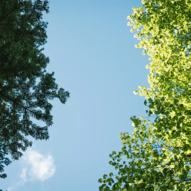 Branches d’arbres avec feuilles vertes sous un ciel bleu clair