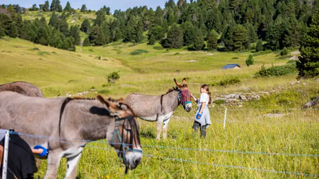 Two riders in traditional attire on horses in a lush green field, with an ox-drawn cart in the background