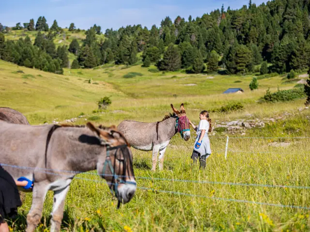 Deux cavaliers en tenue traditionnelle sur des chevaux dans un champ verdoyant, avec une charrette tirée par des bœufs en arrière-plan