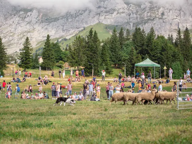 Scena di un festival all'aperto con tende, pecore e visitatori in un prato di montagna