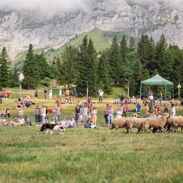 Scena di un festival all'aperto con tende, pecore e visitatori in un prato di montagna