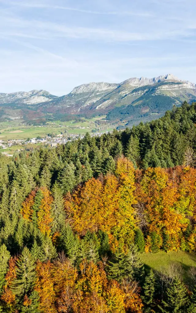 Forêt de feuillus aux couleurs d'automne avec des montagnes en arrière-plan