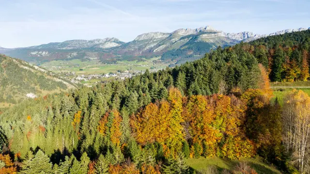 Bosco di latifoglie dai colori autunnali con montagne sullo sfondo