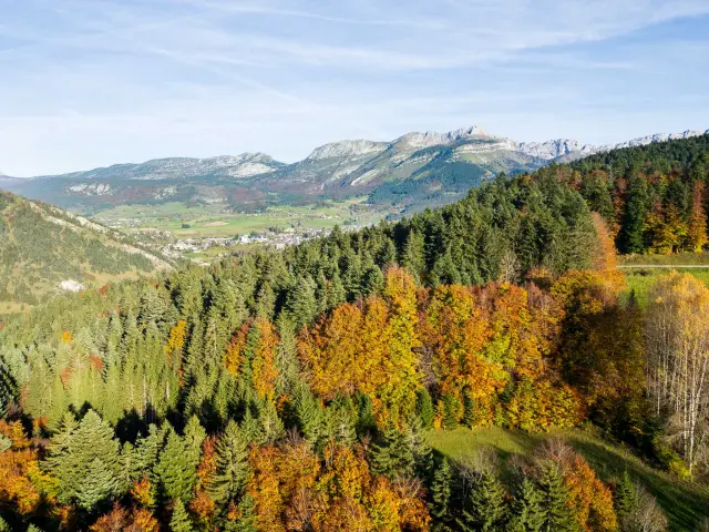 Forêt de feuillus aux couleurs d'automne avec des montagnes en arrière-plan