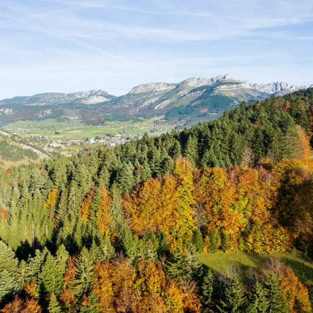 Forêt de feuillus aux couleurs d'automne avec des montagnes en arrière-plan
