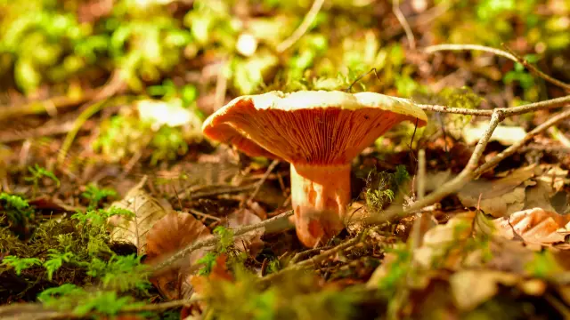 Parapluie rouge ouvert posé sur un sol couvert de feuilles mortes dans un jardin