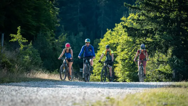 Groupe de cyclistes roulant sur une route forestière au crépuscule