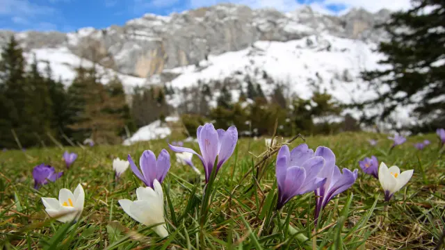 Campo di fiori viola e bianchi in un paesaggio montuoso innevato