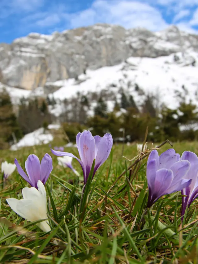 Campo di fiori viola e bianchi in un paesaggio montuoso innevato