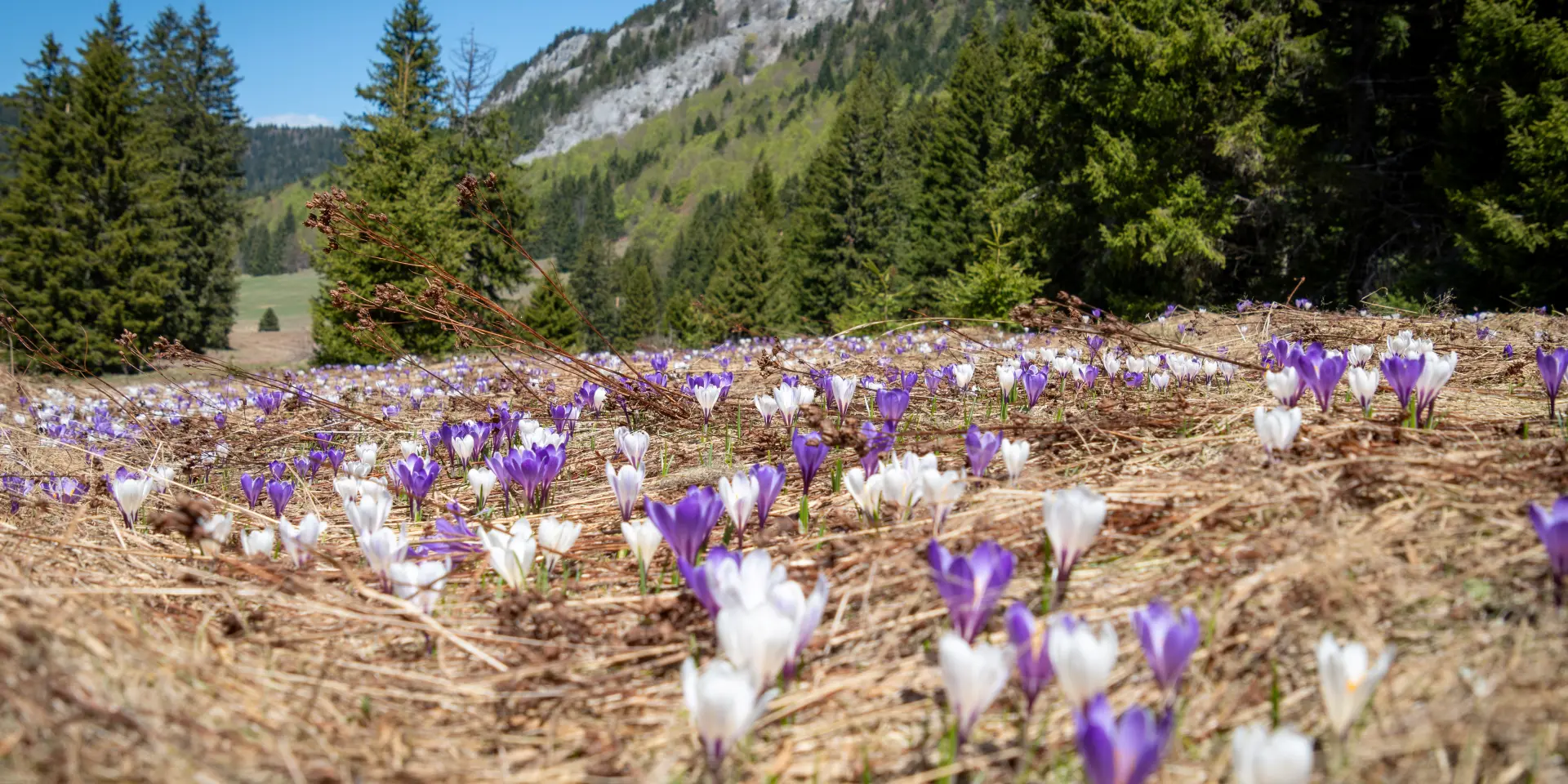 Champ de lavande en fleurs au pied d'une montagne boisée