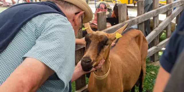 Enfant en train de donner à manger à une chèvre dans un enclos en bois